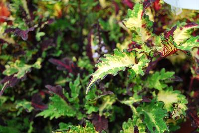 Coleus Globetrotters™ 'Taylor'