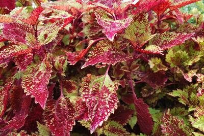 Plant Source International: Color Clouds™ Coleus Spicy 