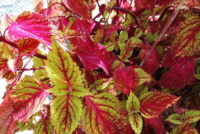 Plant Source International: Color Clouds™ Coleus Hottie 