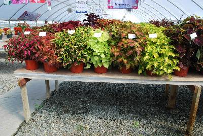 Seen @ Spring Trials 2016.: On display at Plant Source International, Spring Trials 2016 at Speedling: a full compliment of coleus – great specimens by themselves or in combination.