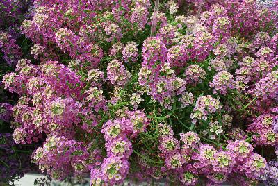 Lobularia  'Raspberry Stream'