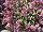 Plant Source International: Lobularia  'Raspberry Stream' 