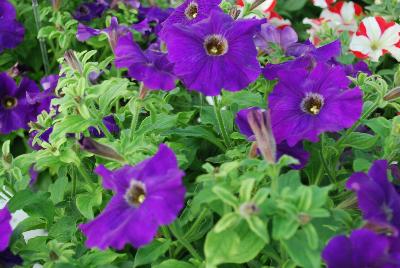 Westhoff: Crazytunia Petunia Lucky Lilac 