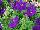 Plant Source International: Petunia  'Lucky Lilac' 