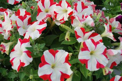 Petunia Crazytunia 'Swiss Dancer'