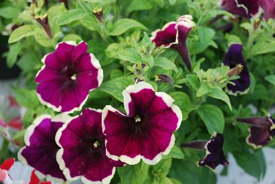 Petunia Crazytunia 'Good Night Kisses'