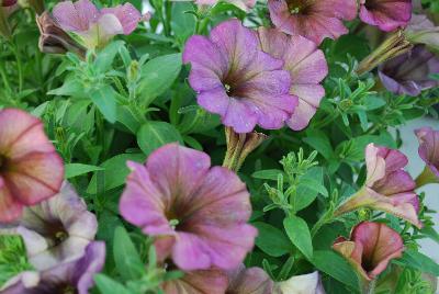 Petunia Crazytunia 'Midnight Moon'