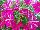 Plant Source International: Petunia  'Pink Frills' 