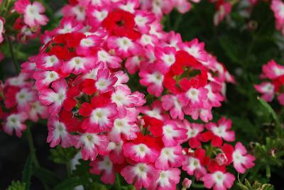 Plant Source International: Hurricane Verbena Red 