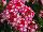 Plant Source International: Verbena  'Red' 