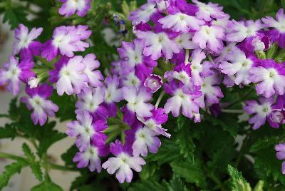 Verbena Hurricane 'Blue'