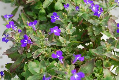 Lobelia Hot 'Brilliant Blue'