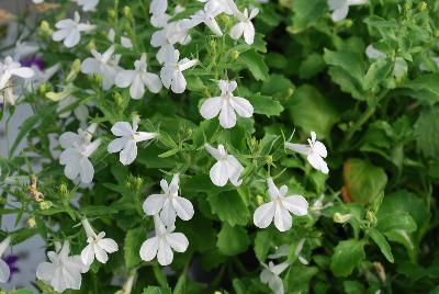 Hot Lobelia Snow White 