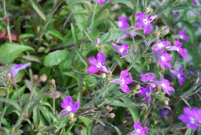 Lobelia Hot 'Dark Lavender'