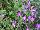 Plant Source International: Lobelia  'Dark Lavender' 