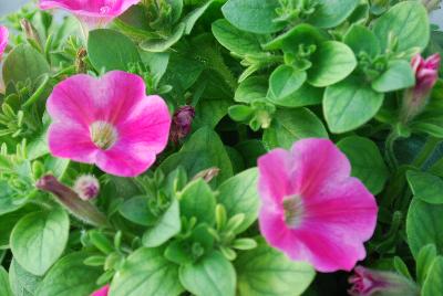 Petunia Perfectunia 'Superstar Pinkie'