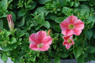 Plant Source International: Perfectunia Petunia Superstar Salmon 