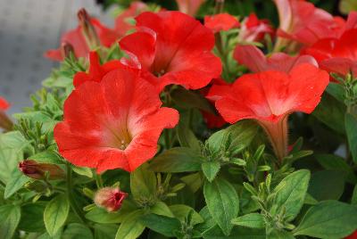 Plant Source International: Perfectunia Petunia Mandarin 