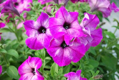 Plant Source International: Perfectunia Petunia Pink Sugar 