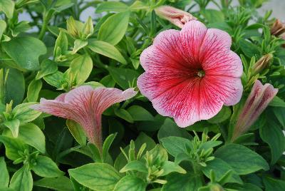 Petunia Perfectunia 'Amarena'