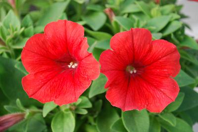 Petunia Perfectunia 'Fiesta Red'