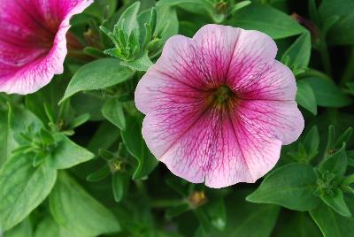 Plant Source International: Perfectunia Petunia Malaga 