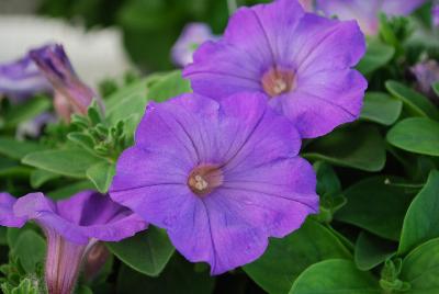 Plant Source International: Perfectunia Petunia Indigo 