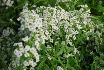 Lobularia Sweetness 'Softice'