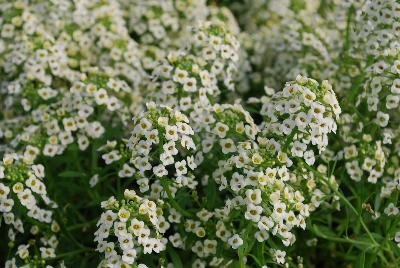 Lobularia Sweetness 'Yellow'