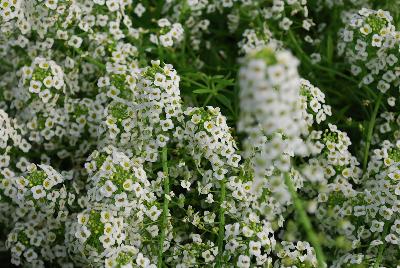 Lobularia Sweetness 'White'