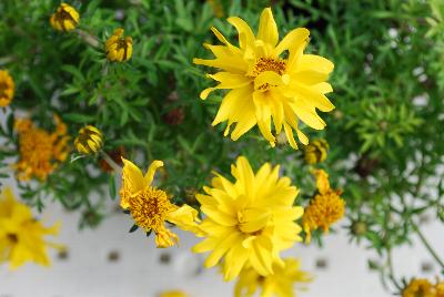 Bidens Giant 'Double'