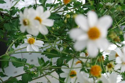 Bidens Giant 'White'