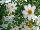 Plant Source International: Bidens  'White' 