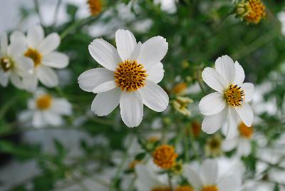 Bidens Giant 'White'