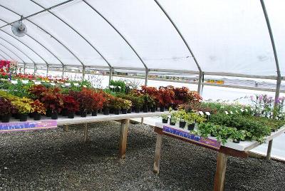 From Plant Source International, Spring Trials 2014: Welcome to Plant Source International Spring Trials for 2014, where we are featuring a full compliment of young and finished plant material from trusted sources.