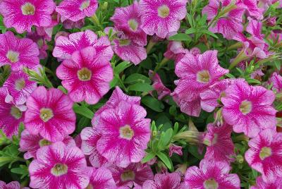 Petunia Marvel Beauty 'Cranberry'