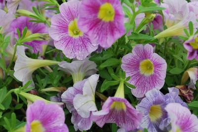 Petunia Marvel Beauty 'Blueberry'