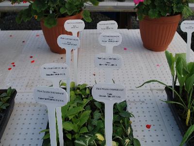 Mixed Trays from PSI: Mixed Tray of Hosta Plant Varieties @ PSI Spring Trials, 2013.