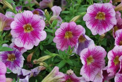 Plant Source International: Great Marvel Petunia Violet 