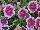 Plant Source International: Petunia  'Violet' 