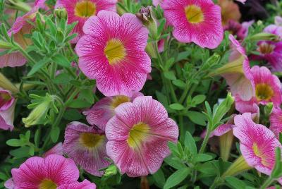Plant Source International: Great Marvel Petunia Pink 