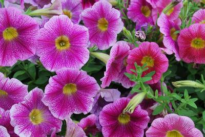 Plant Source International: Great Marvel Petunia Purple 