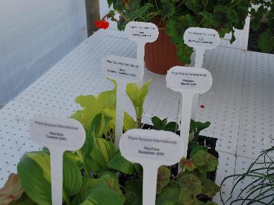 Mixed Trays from PSI: Mixed Tray of Heuchera and Hosta Plant Varieties @ PSI Spring Trials, 2013.