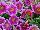 Plant Source International: Petunia  'Purple' 