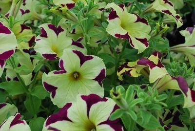 Petunia Crazytunia™ 'Knight Rider'