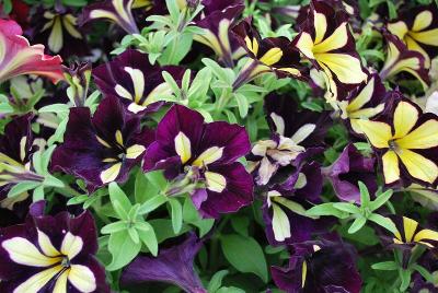 Plant Source International: Crazytunia™ Petunia Star Jubilee 