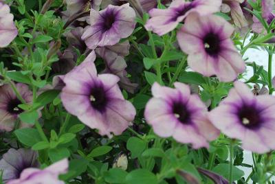 Petunia Crazytunia™ 'Twilight Blue'