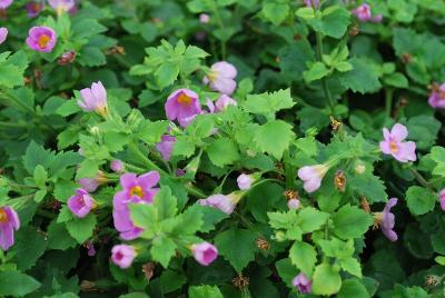 Bacopa Epic 'Pink'