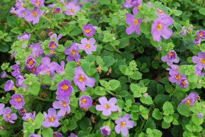 Bacopa Epic 'Blue'