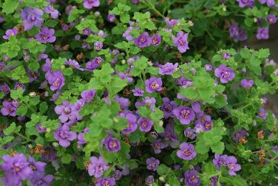  Bacopa Double Indigo 